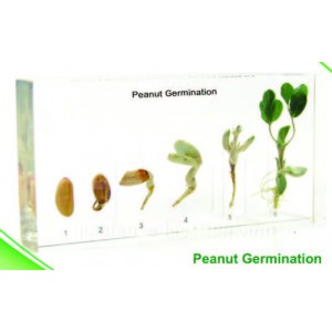 Peanut Germination